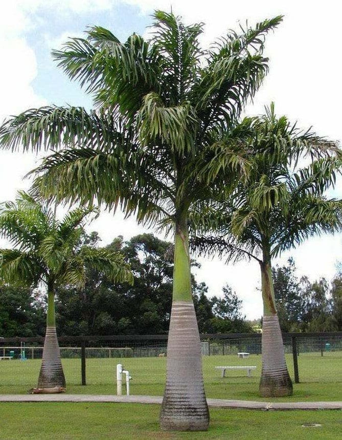 Royal Palm